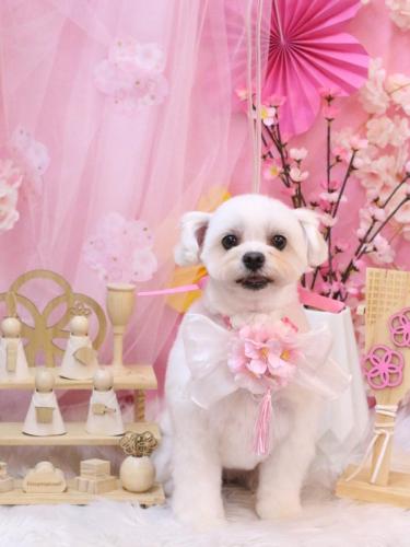 20250330うるちゃん